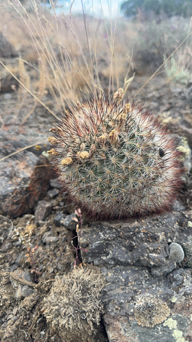 Mountain Ball Cactus