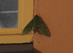 Euchloron megaera