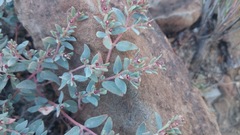 Euphorbia scopulorum