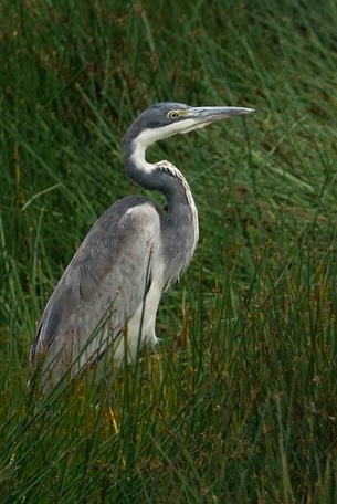 iNaturalist image