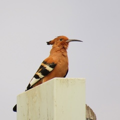 Upupa epops africana