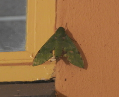 Euchloron megaera