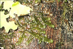 Frullania clavata