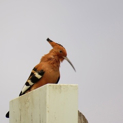Upupa epops africana