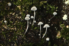 Mycena albidocapillaris