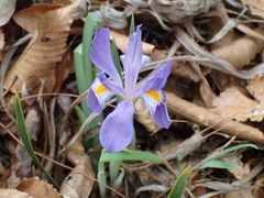 Iris verna
