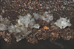 Tremella globispora