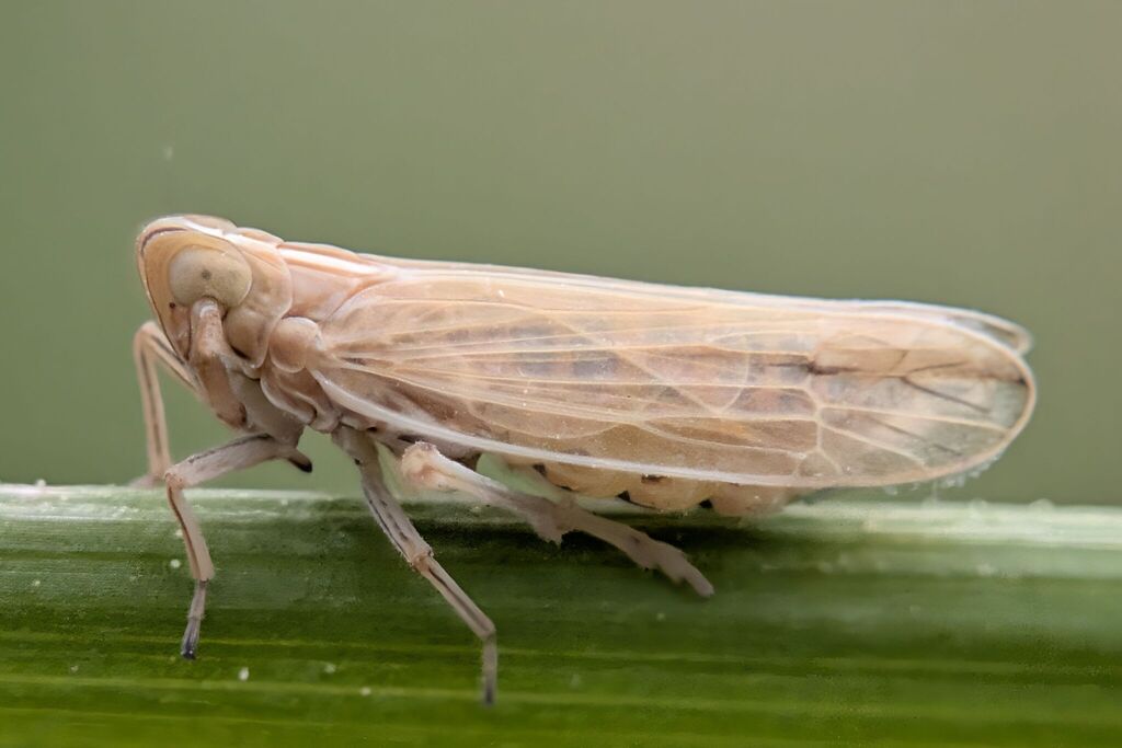 Stenocranus major