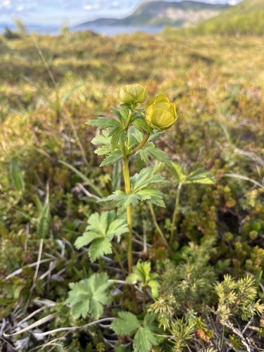 European Globeflower
