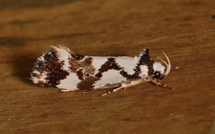 Machetis aphrobola