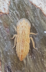 Stenocotini