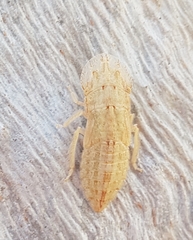 Stenocotini