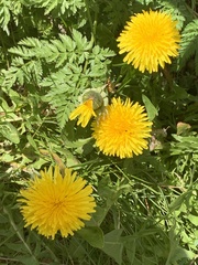 Taraxacum