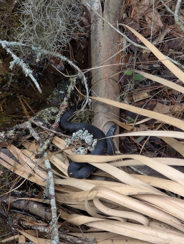 Banded Watersnake observed by mmuzzatti23
