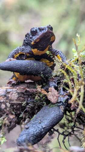 Herveo Plump Toad