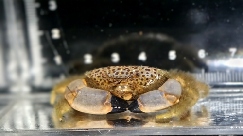 Lachnopodus ponapensis