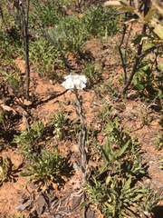 Dimorphocarpa candicans