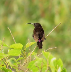 Chalcomitra amethystina amethystina