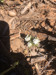 Cryptantha crassisepala