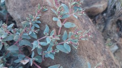 Euphorbia scopulorum