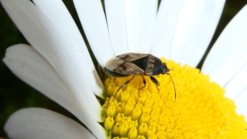 Ullrich's groundbug