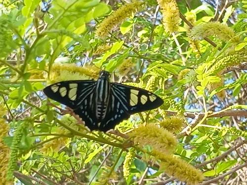Belus Skipper (Phocides belus)