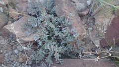 Euphorbia scopulorum
