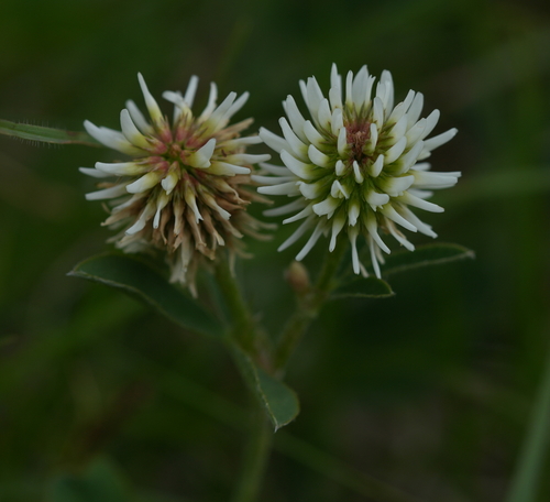 Mountain Clover