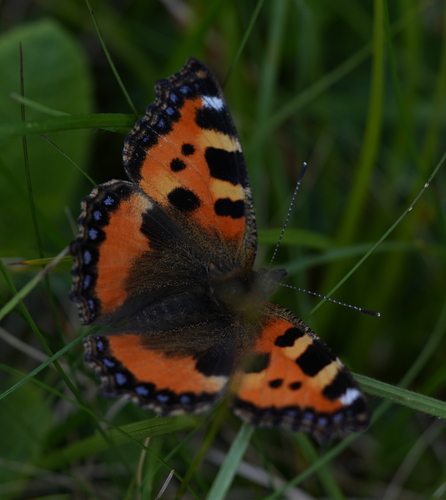 Small Tortoiseshell