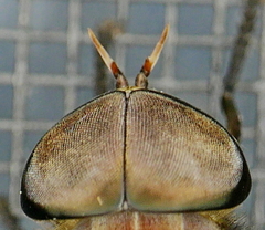 Tabanus proximus