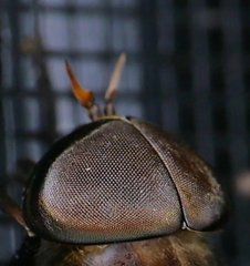 Tabanus proximus