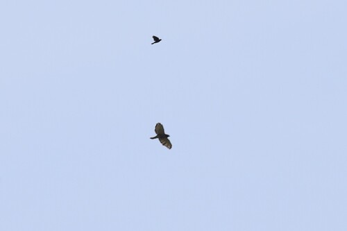 Broad-winged Hawk observed by trent-massey