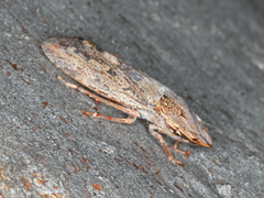 Stenocotis depressa