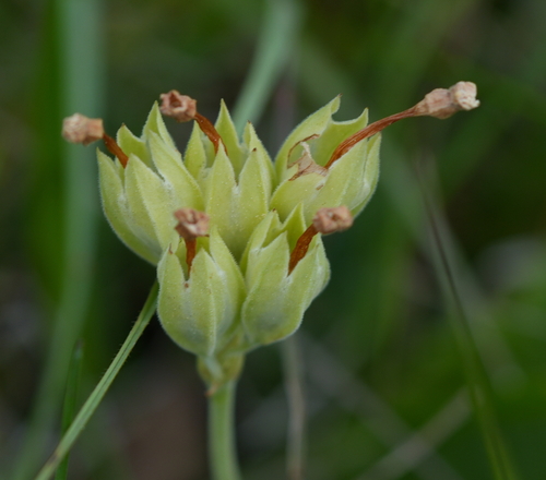 Cowslip