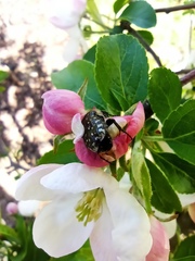 Oxythyrea funesta