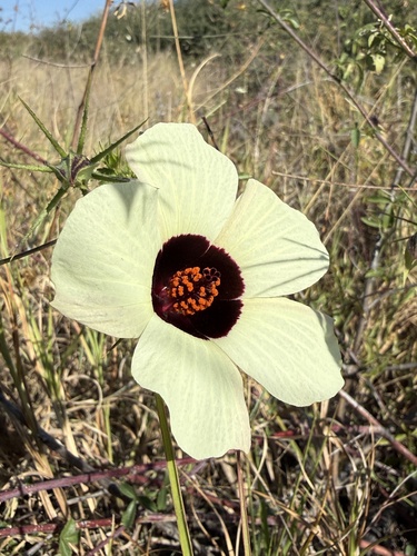 Hibiscus caesius