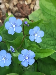 Omphalodes verna