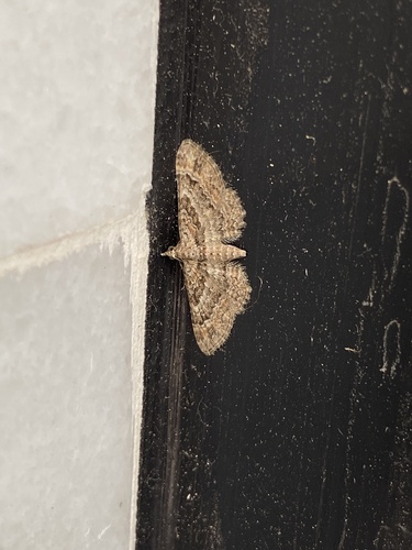 Double-striped Pug