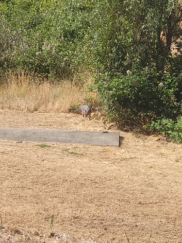 Gray Fox observed by comrade2