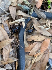 Nicrophorus carolina