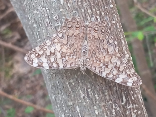 Gray Cracker (Hamadryas februa)