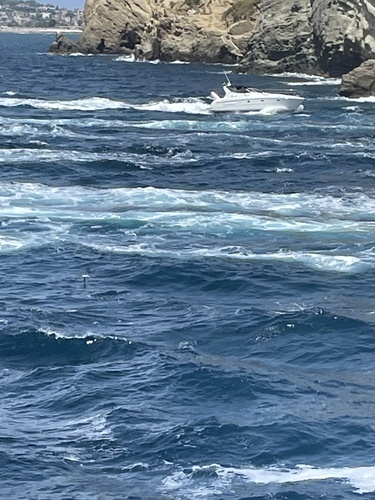 Cory's Shearwater