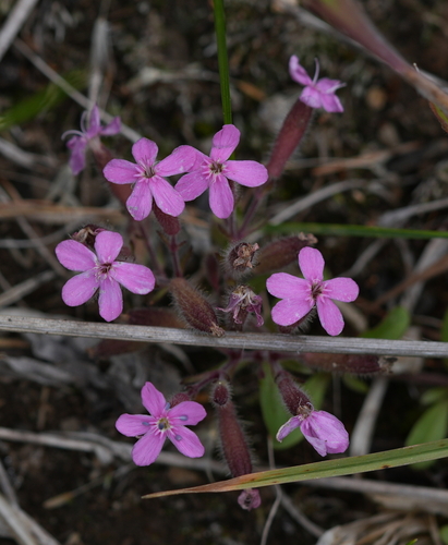 Rock Soapwort
