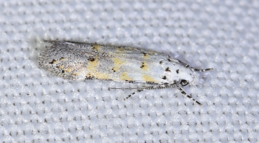Streyella anguinella