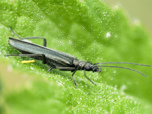 Greenish Oedemera