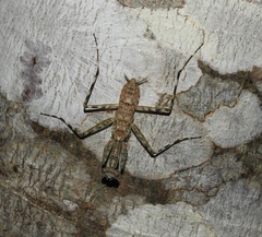 Liturgusidae