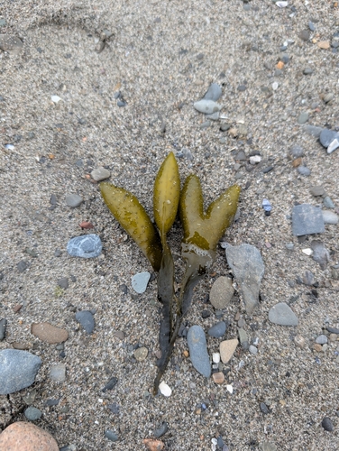 Fucus evanescens observed 2026-05-28