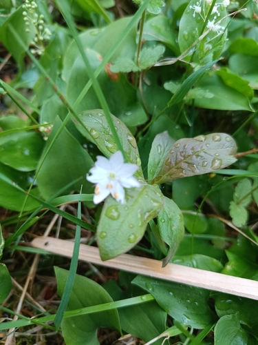 Arctic Starflower