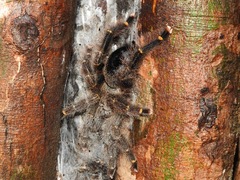 Avicularia rufa