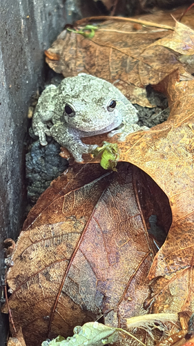 Cope's Gray Tree Frog observed by rusty_russell22